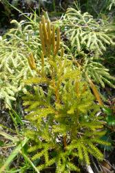 Lycopodium fastigiatum. Plant with erect aerial stems, and strobili borne singly or in pairs at ends of branches.
 Image: L.R. Perrie © Leon Perrie CC BY-NC 4.0